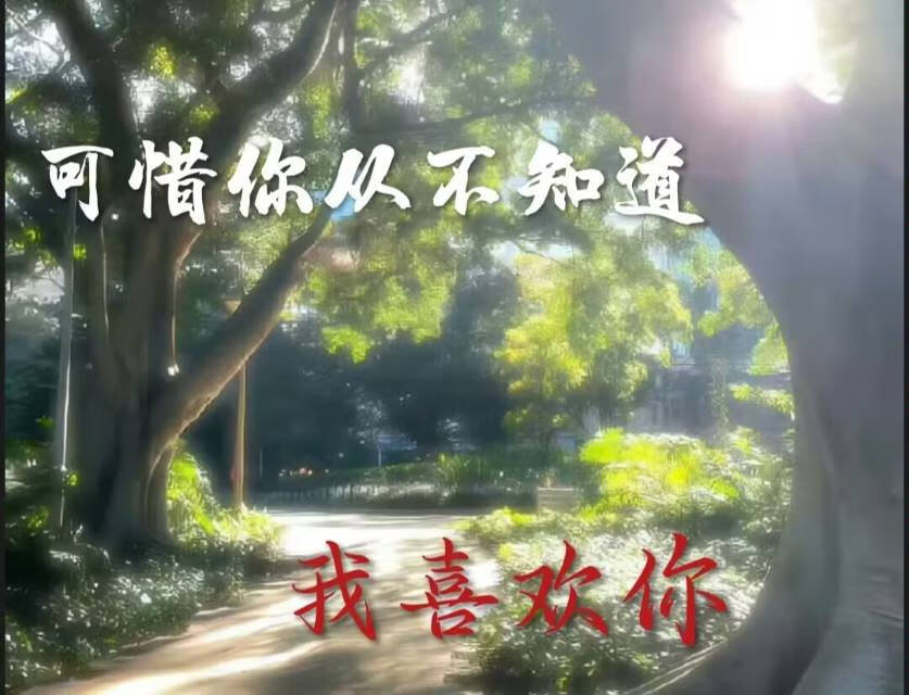 可惜你從不知道我喜歡你。