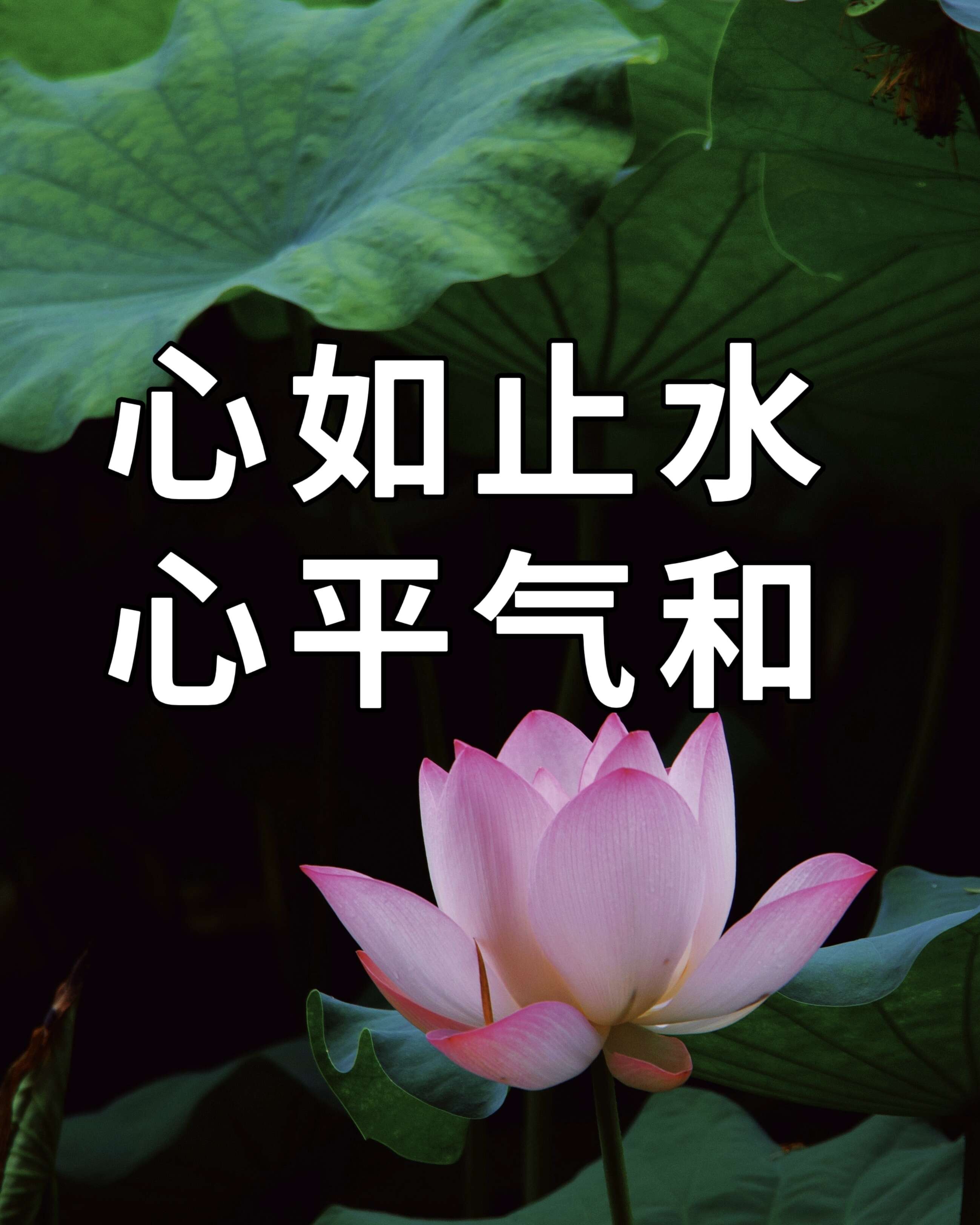 [DC]當你成為哈莉