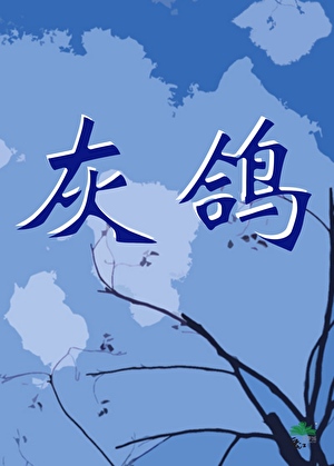 灰鴿